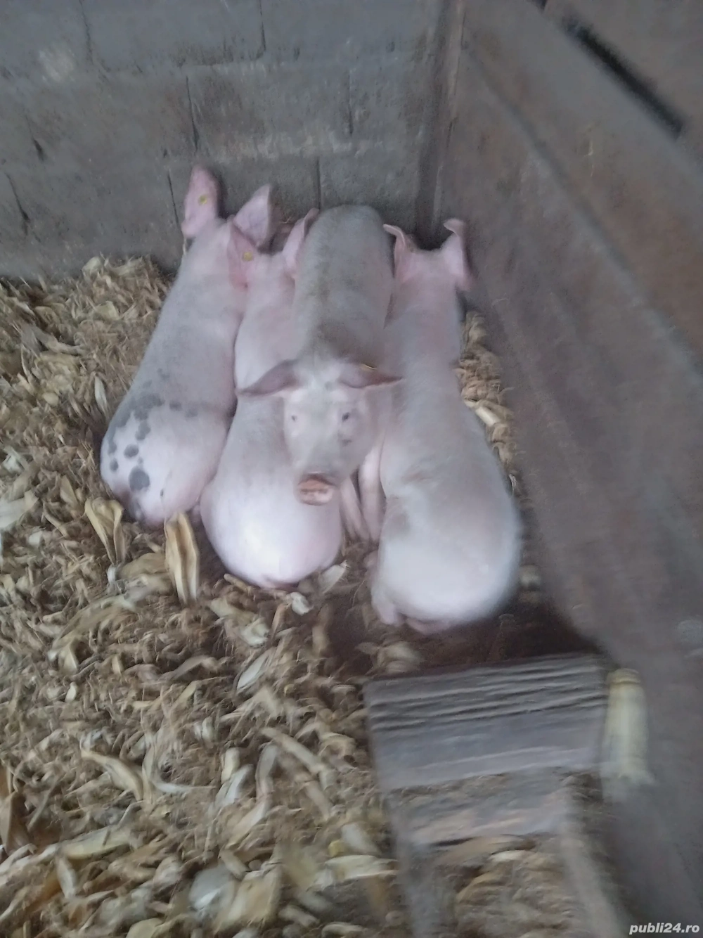 porci de vânzare,soldani,la 60-70 de kg,sunt purcele,950 de lei bucata negociabil 