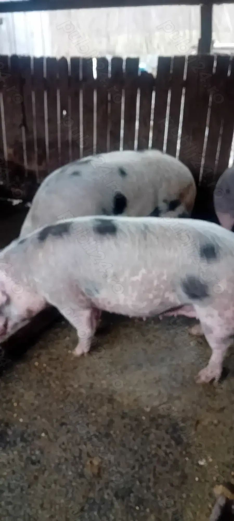 Vind porci Balesti Cozmesti 13 lei pe kg 