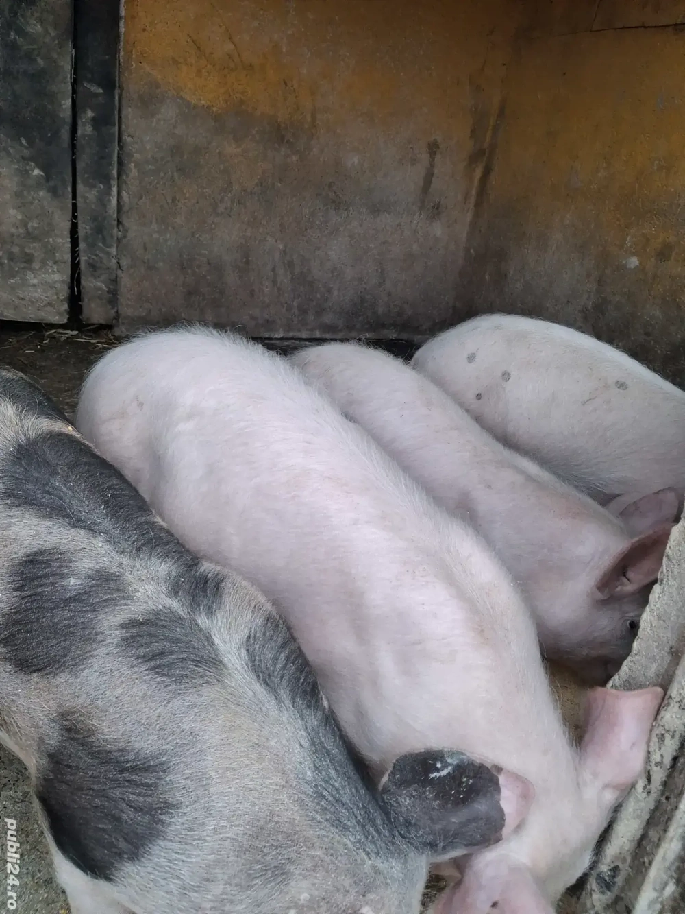 de vânzare 4 șoldănei 13 săptămâni ofer transport 