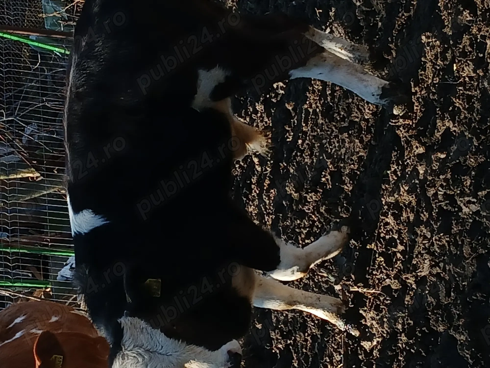 Vand vitel varsta 5 luni rasa baltat