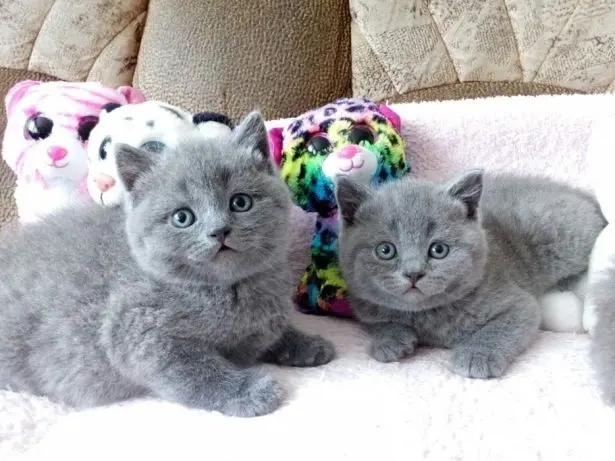 British shorthair