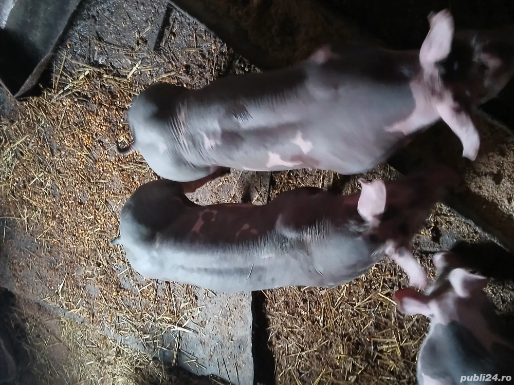 purcei pietrani de vânzare rasă pură 