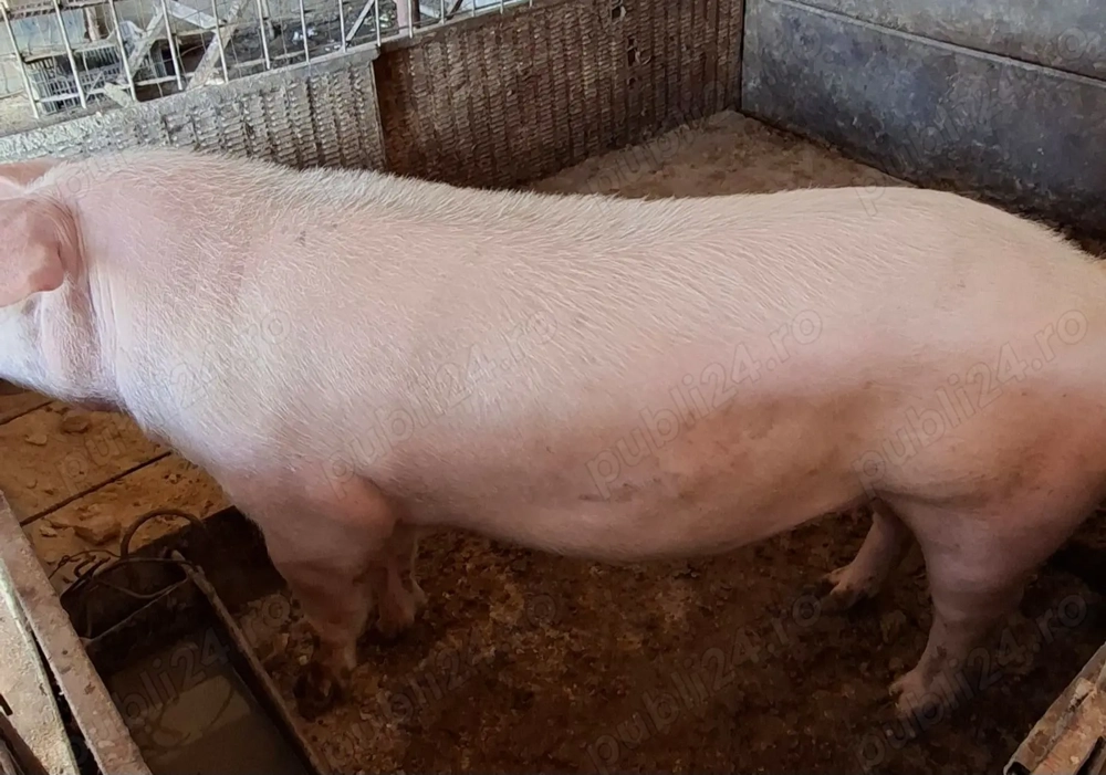 Vind porci rel la tel