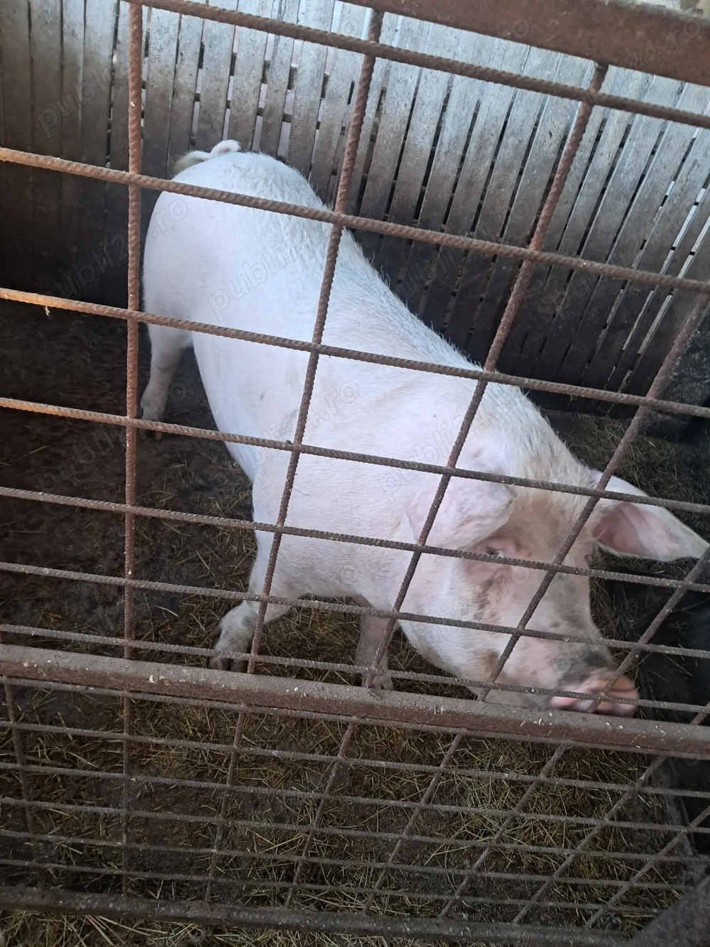 De vânzare purcea   270 kg