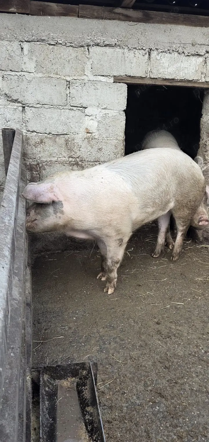 De vânzare purcea   150 kg