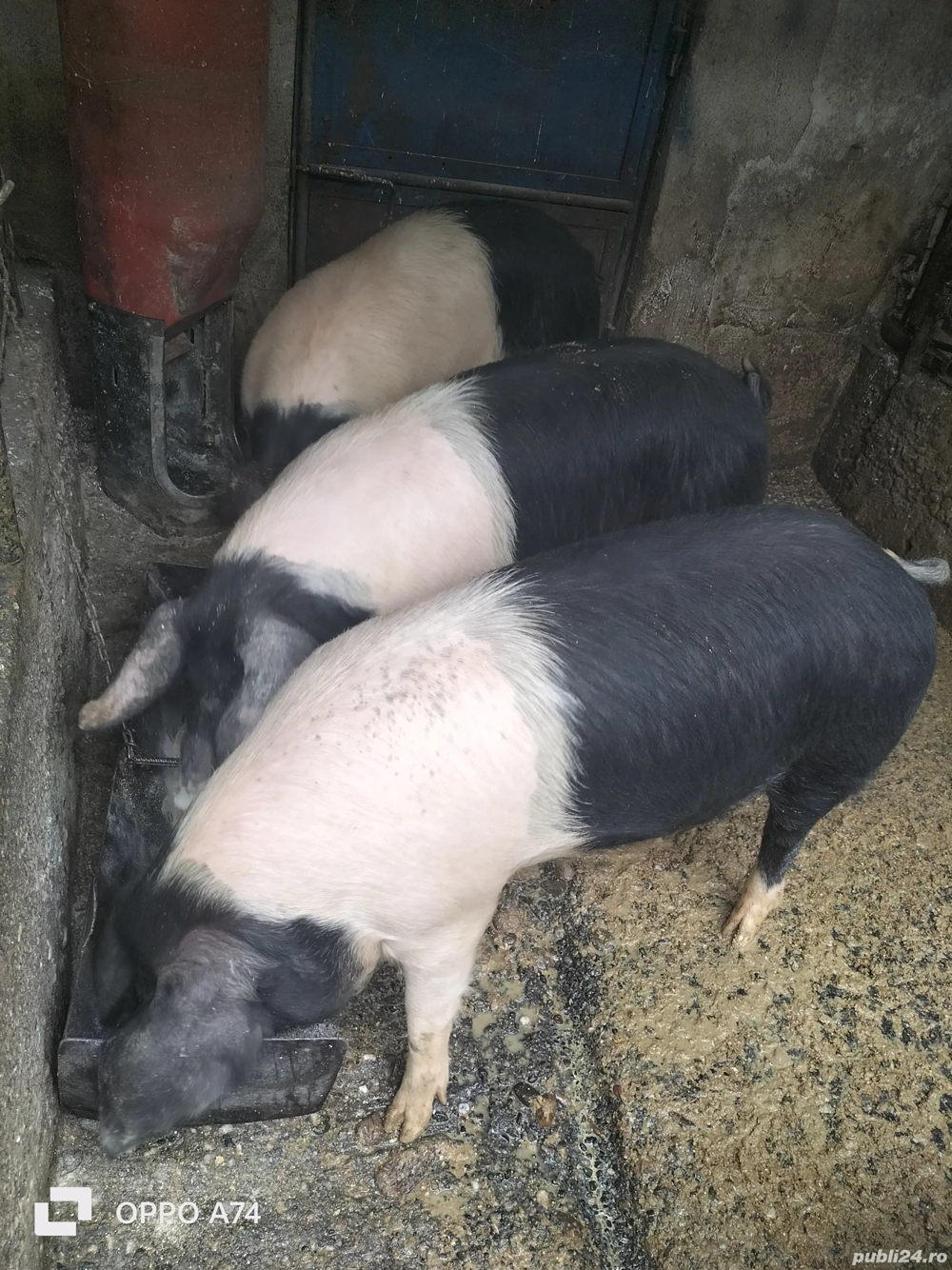 Scroafe BAZNA, excelente pentru perpetuarea speciei!!!