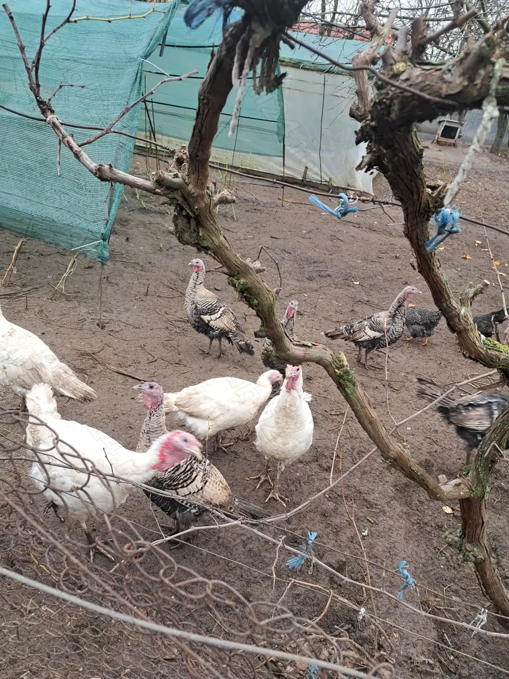 Păsări de curte crescute natural