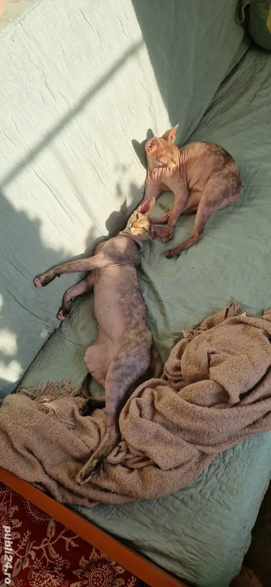 Donez 2 pisici sfinx