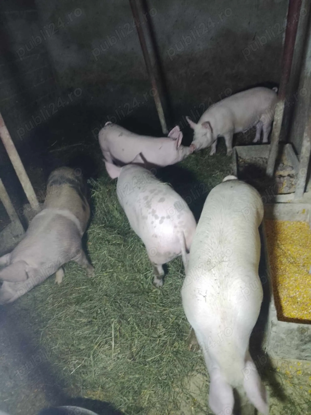 Disponibil porcii crescuti in gospodărie proprie