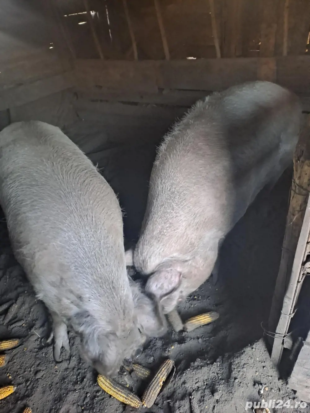 Vand porci bazna de taiat 