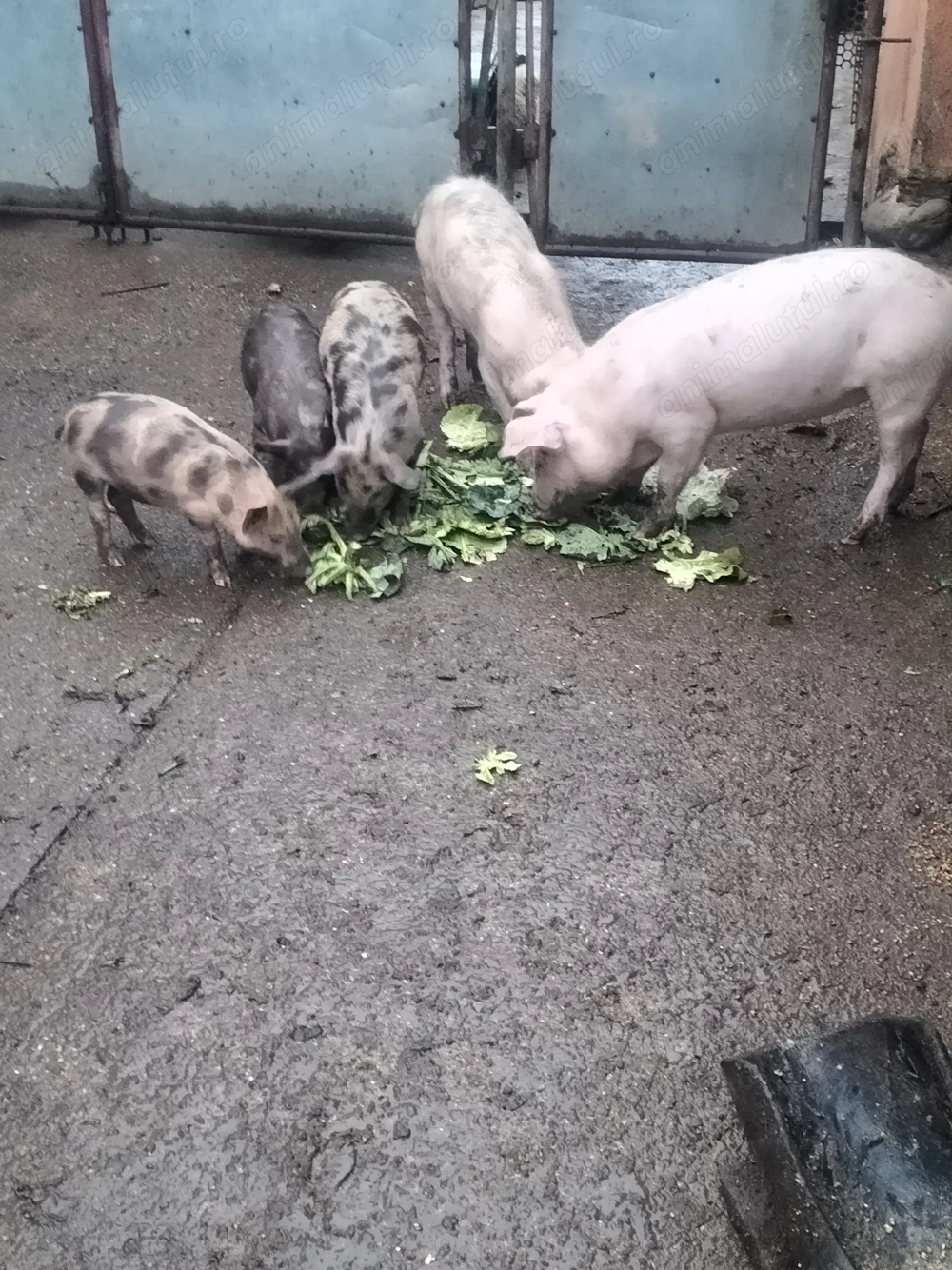 Vând purcei și grăsuni 