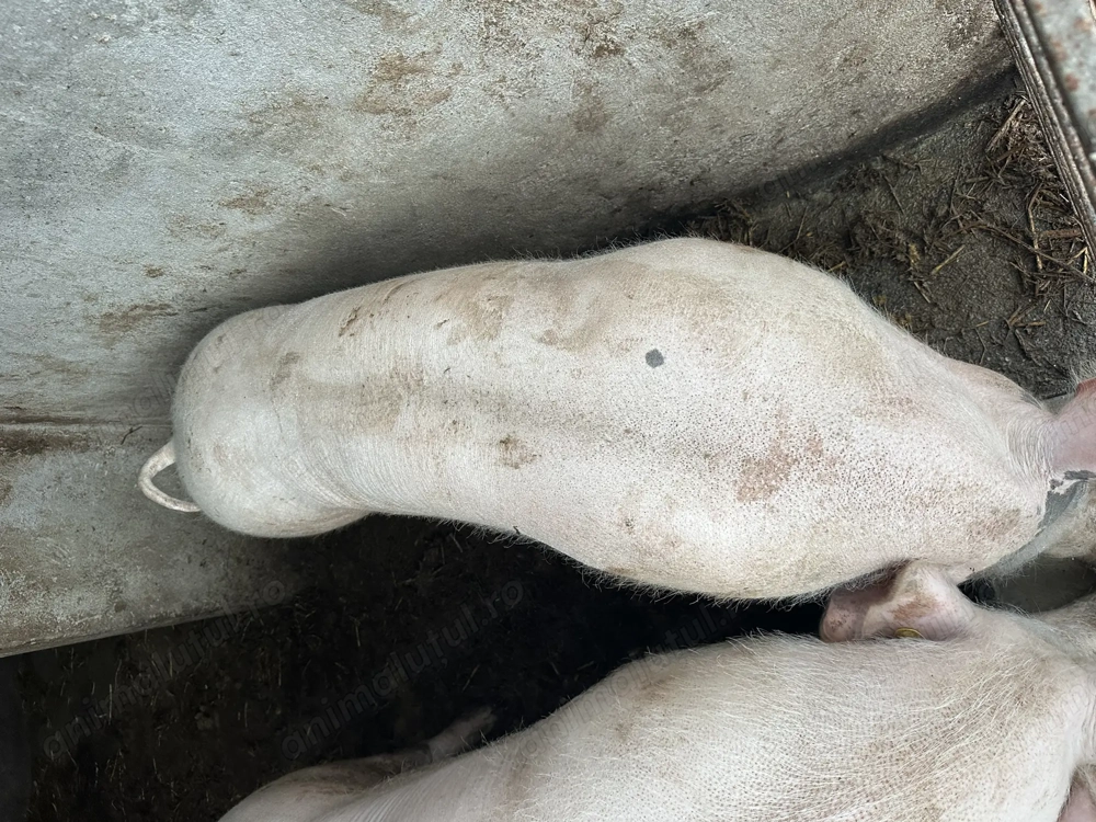 Porc de vânzare 170kg