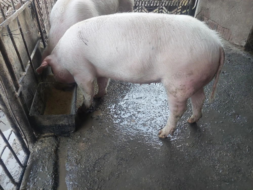 Vând purcea Landrace