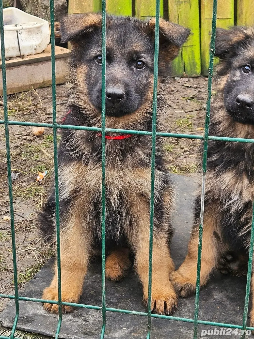 pui Ciobanesc german