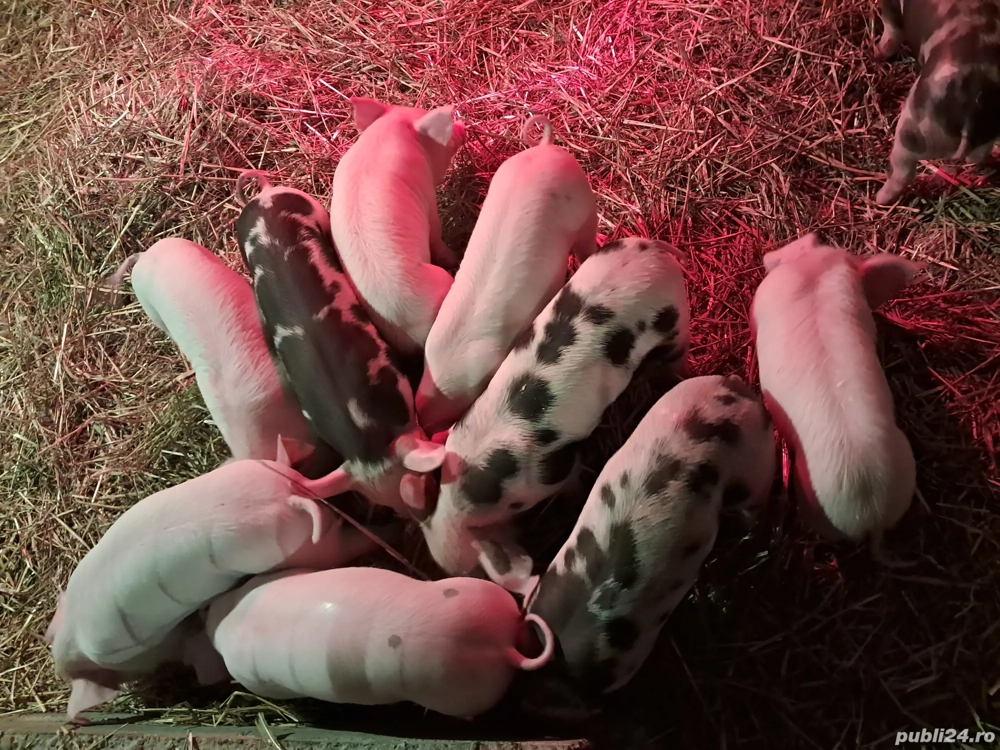 Purcei marele alb cu pietrain!