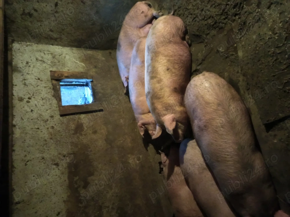 Vind porci pt sacrificat 