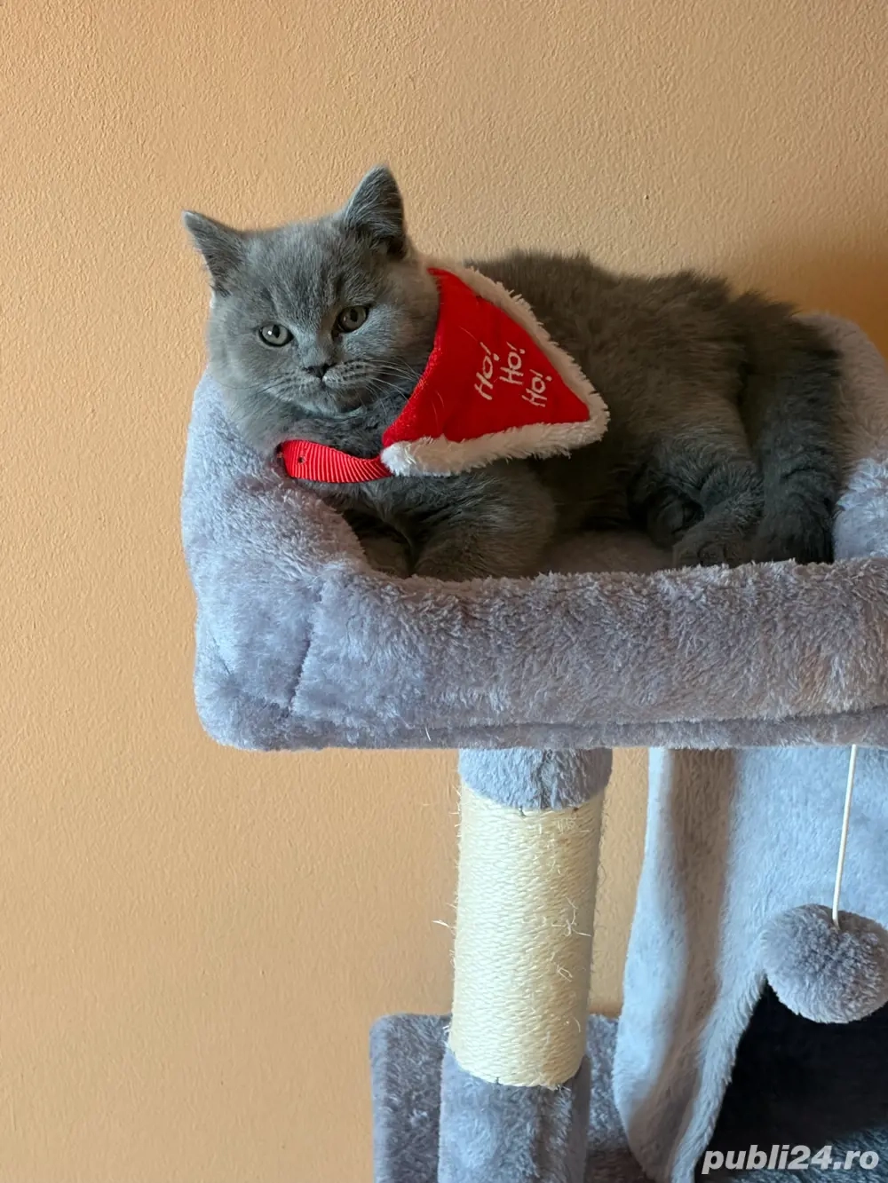 Băiețel british shorthair blue.