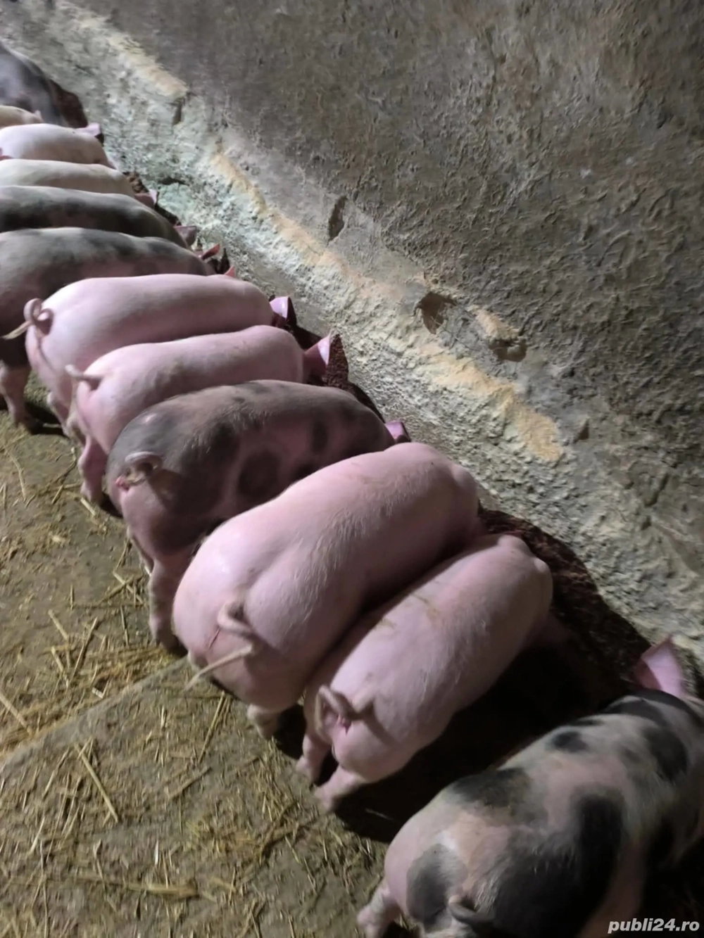 vând soldani rasa de calitate de carne 30-35 kg 