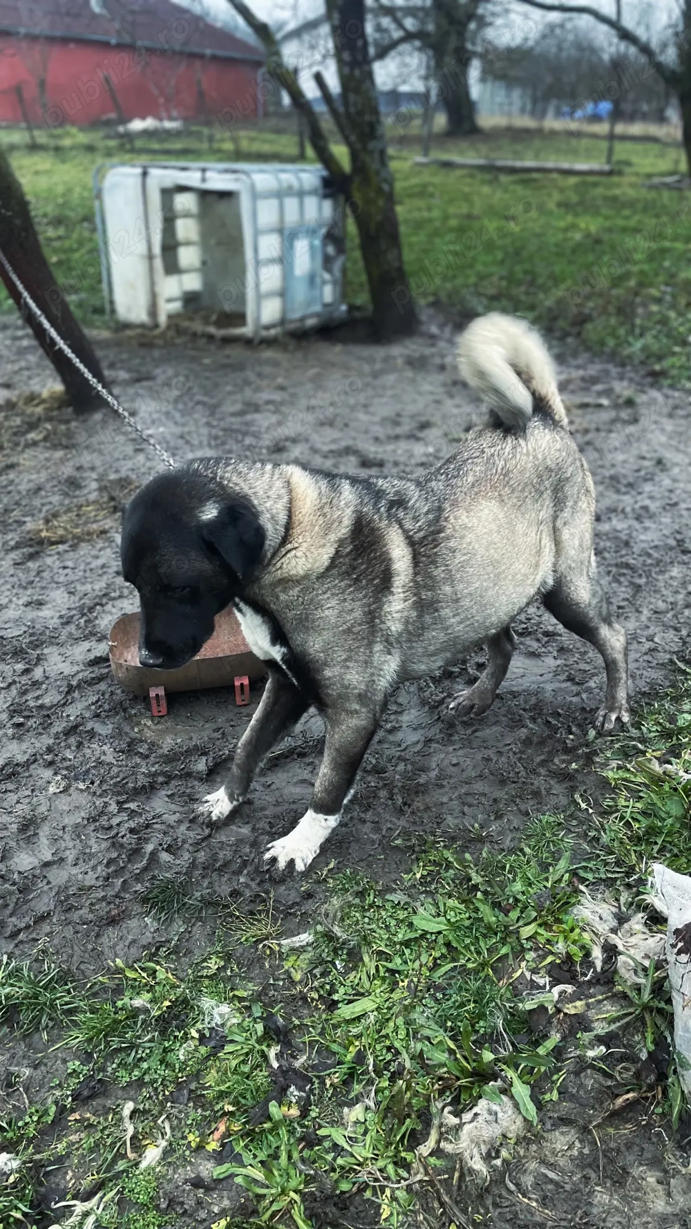 Femelă disponibilă 