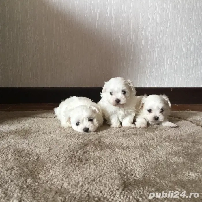 Bichon maltez