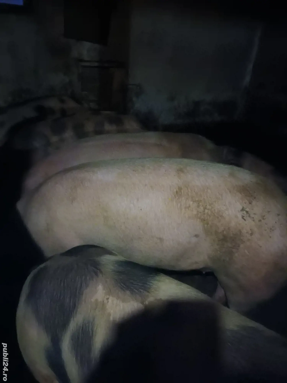 vand porci 180 -200 kg