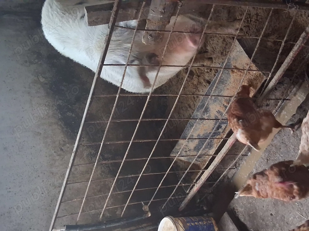 Porci de rasa petrean 