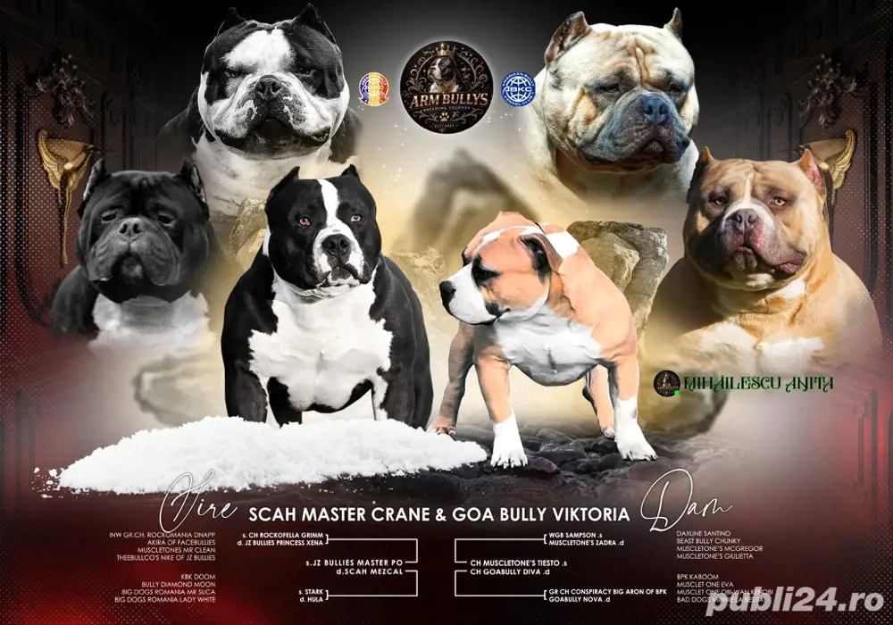 Femela American Bully 