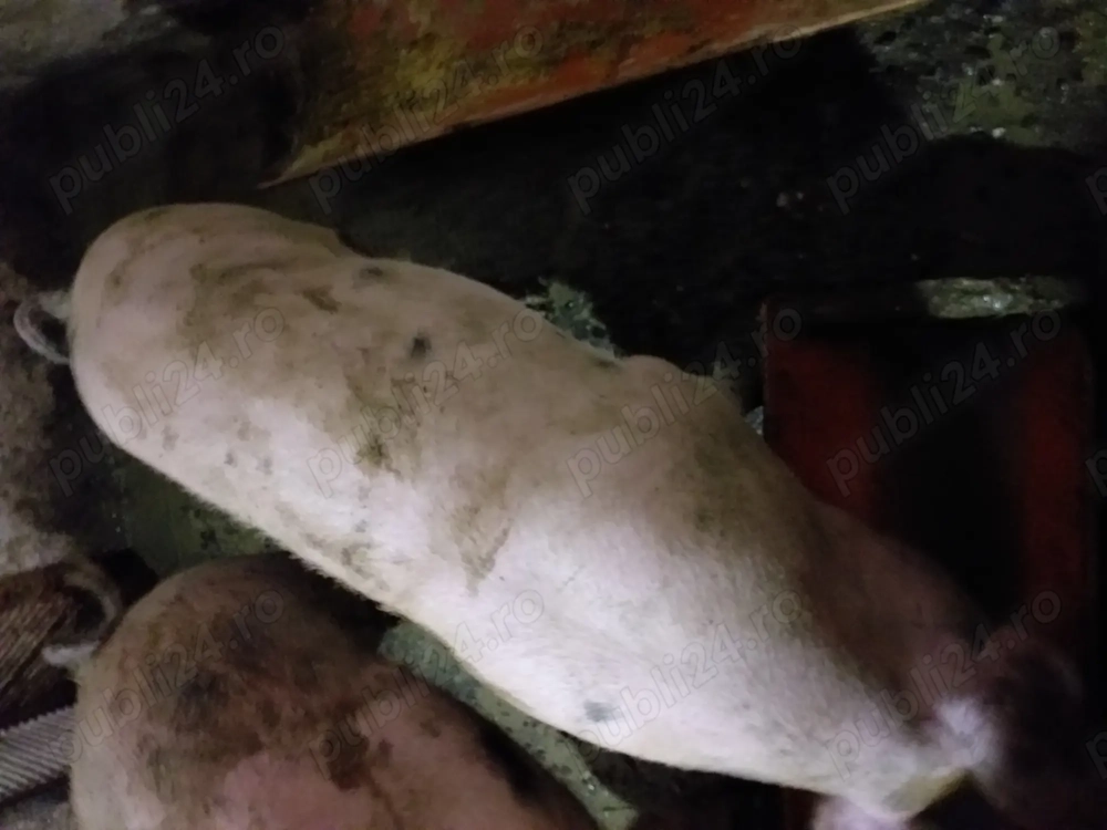 Porci pentru Craciun