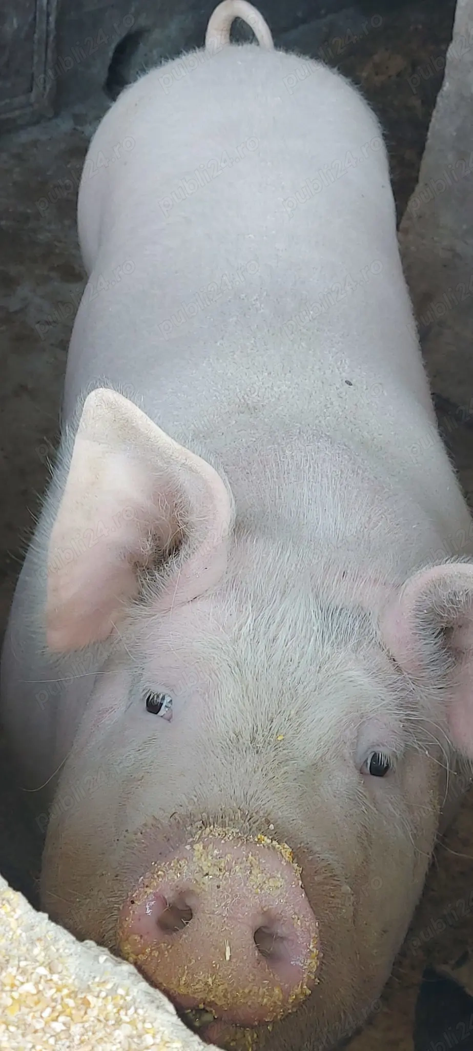 Purcea de vânzare 150 kg