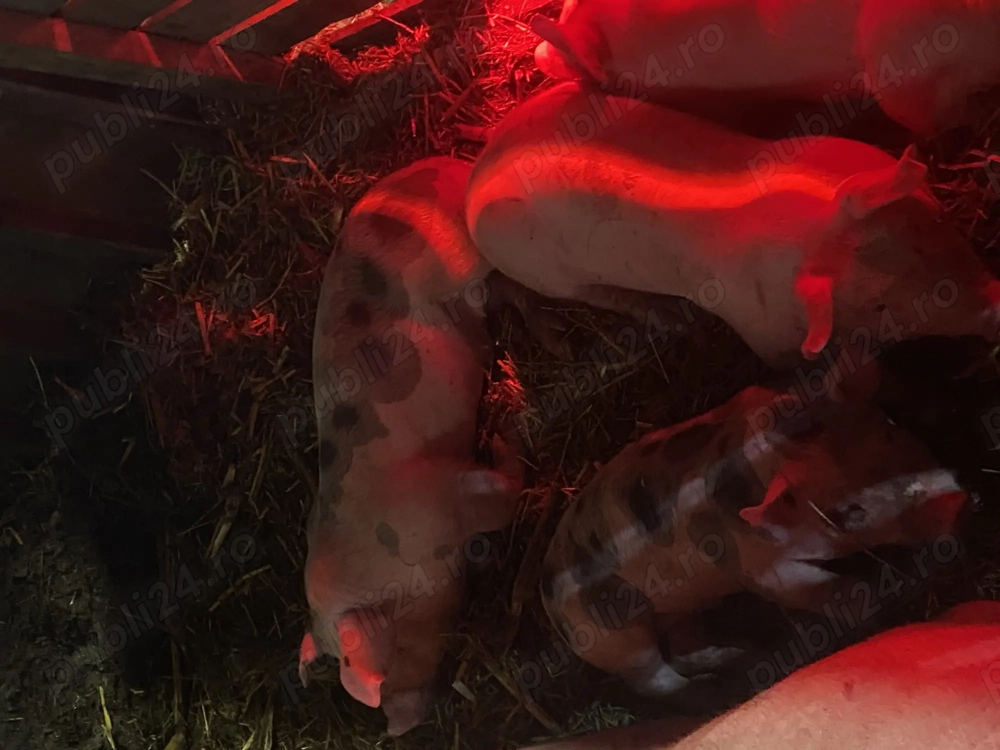 Vând purcei 20-30 de kg 