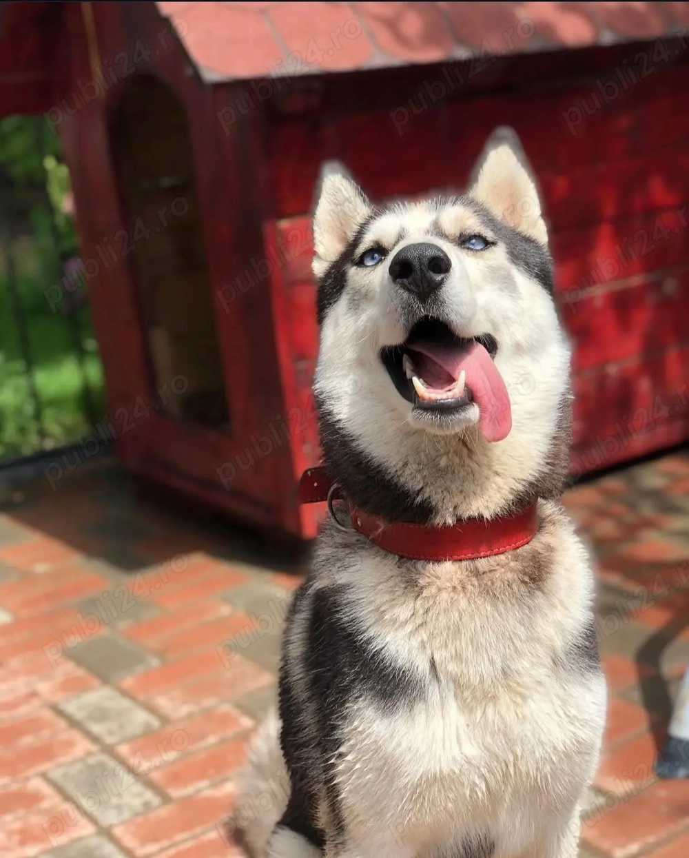 Husky Siberian de adoptat
