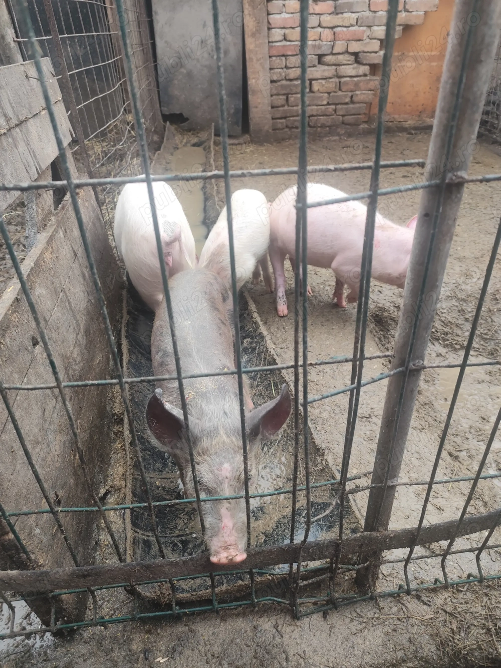 Vând purcei diferite mărimi și prețuri 