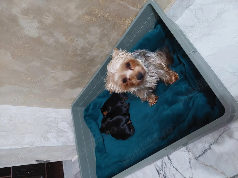 Vând căței Yorkshire mini Toy 