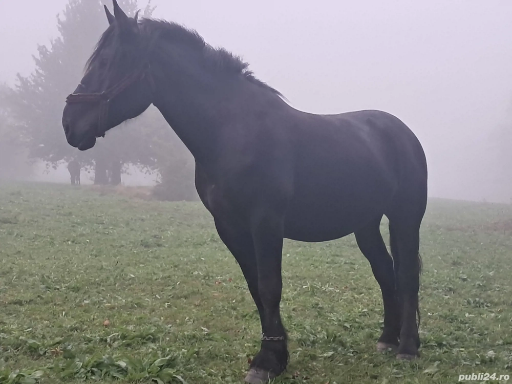 Vand cal de tractiune