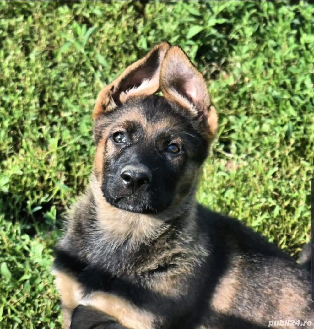 Femela ciobănesc german 