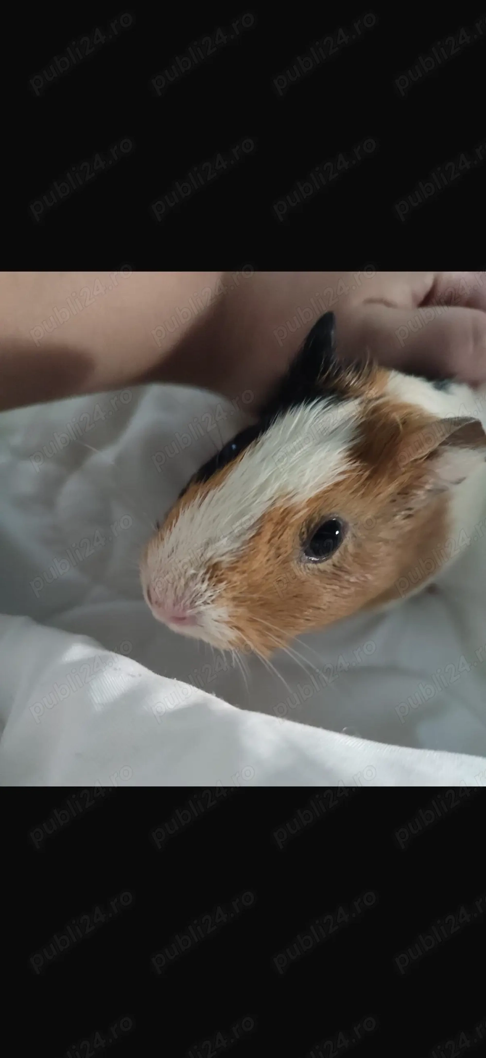 Donez porcusori de guinea