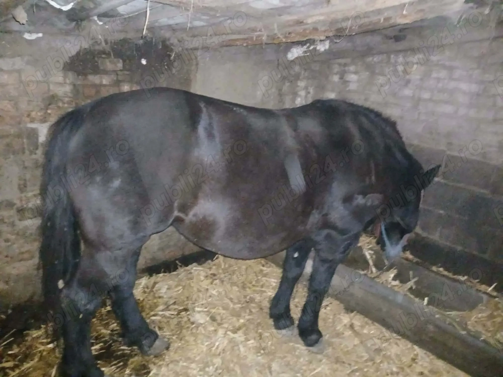 Vând iapa mai multe detalii la telefon 