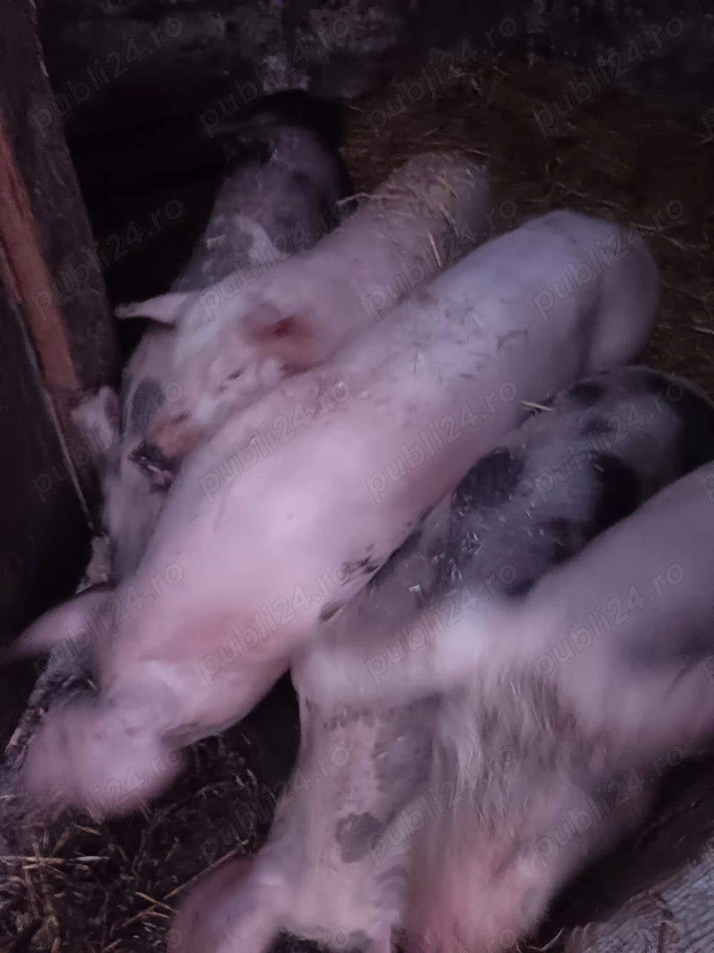 Vând purcei de carne