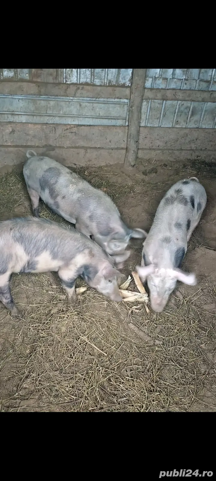 porci și purcei de vânzare județul Iași comuna Trifești 