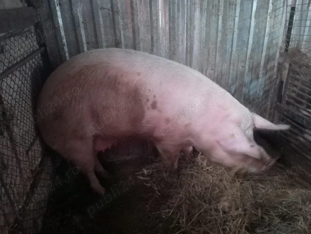 Vând scroafa tânără 