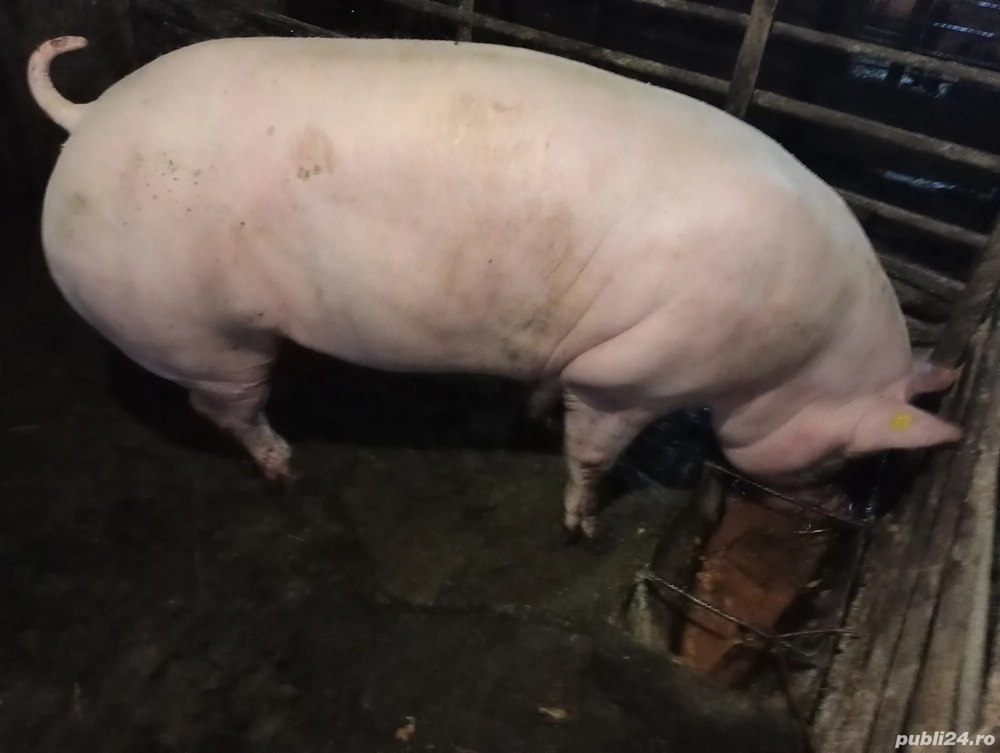 Vand porc rasa de carne