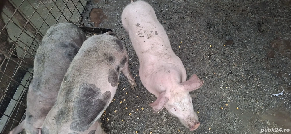 se vinde rasa pietran