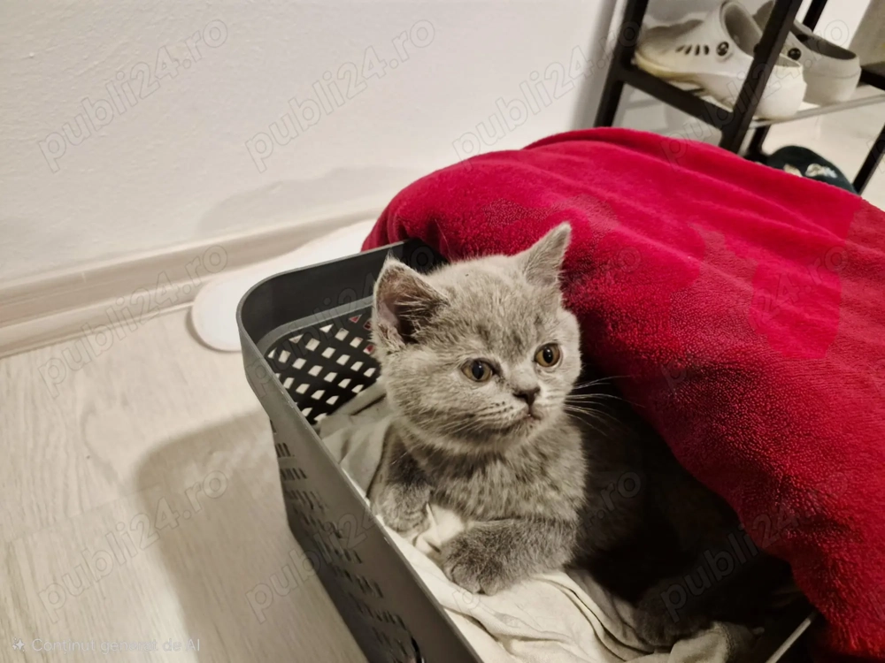 Pui British Shorthair