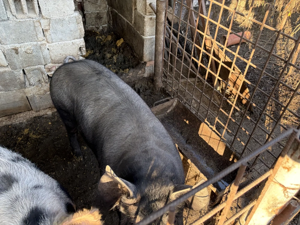 vand porc pietrean de carne