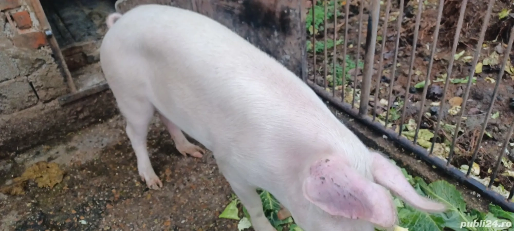 porc de vanzare