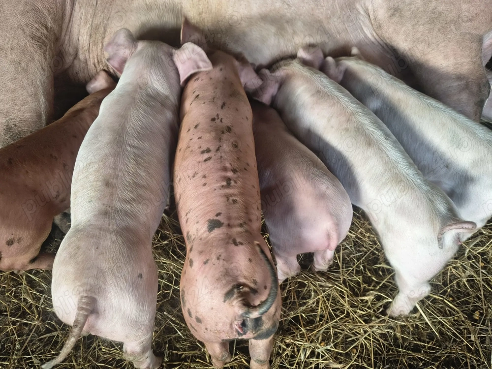 Purcei - 6 saptamani - pret negociabil!