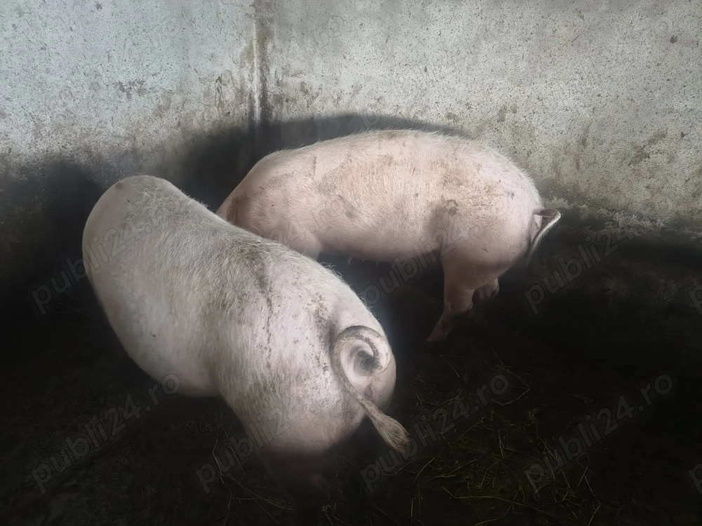 Porci de carne crescuti natural