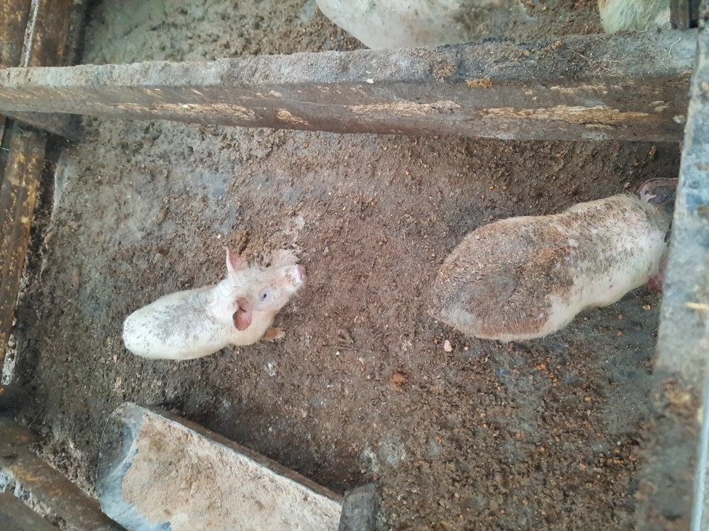 Vând purcei de 12 săptămâni 