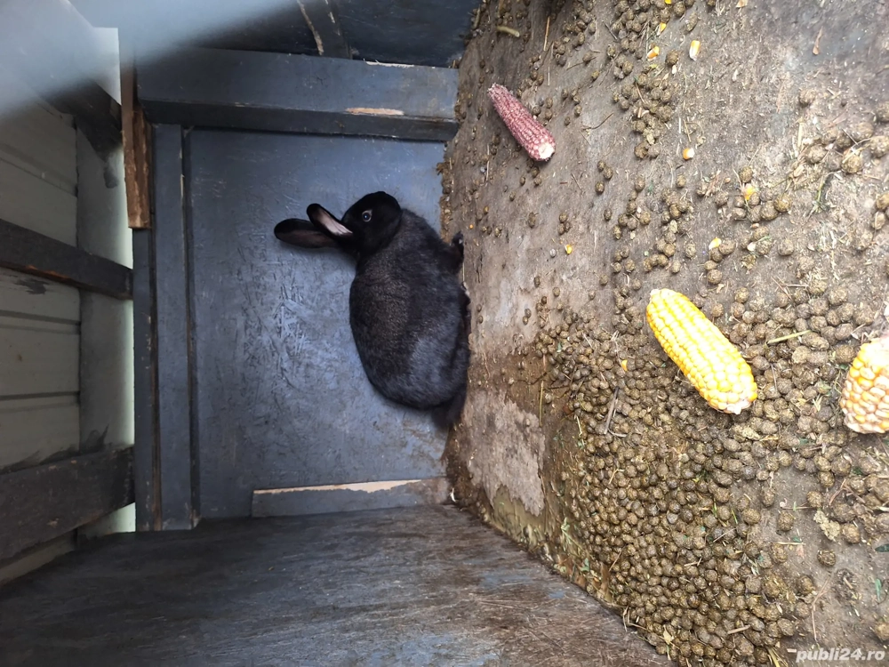 vând iepuri metis german 