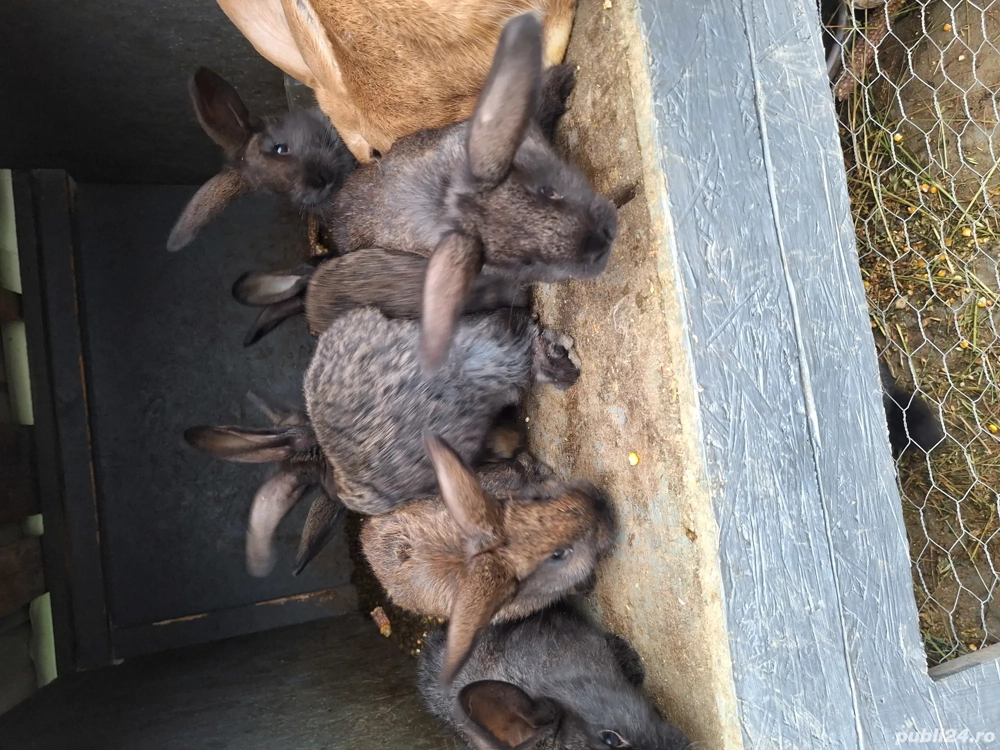 vând iepuri metis german 